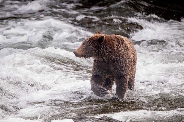 istock An Alaskan brown bear searching for salmon below Brooks Falls. 2237545669