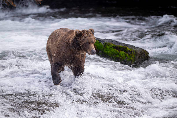 istock An Alaskan brown bear searching for salmon below Brooks Falls. 2237545679