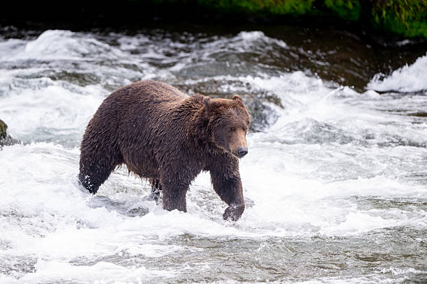 istock An Alaskan brown bear searching for salmon below Brooks Falls. 2237545682
