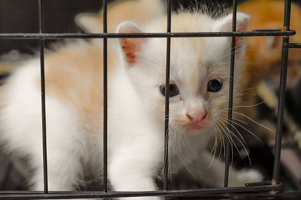 istock White and orange kitten inside cage looking out with innocent eyes 2237546803