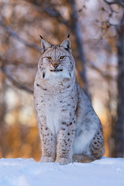 istock Lynx sitting in snowy wilderness 2237548931