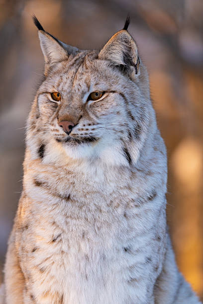 istock Majestic Eurasian lynx in the wild 2237549019