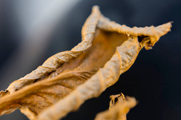Macro view of a dried oak leaf with serrated edges and visible vein structure, illuminated by natural sunlight. The translucent effect and warm background tones reflect seasonal change and organic texture typical of European deciduous forests. Suitable as a nature background or botanical detail for themes of sustainability, forest ecology, and environmental design.