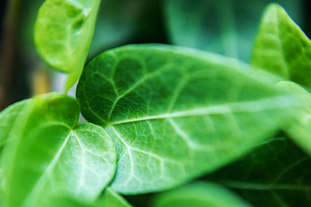 Macro view of ivy leaves growing along tree bark, captured in soft natural light. The image highlights the organic texture and climbing pattern typical of European forest vegetation, combining botanical detail with woodland atmosphere. Suitable as a nature background or ecological texture for themes of sustainability, biodiversity, and environmental design.