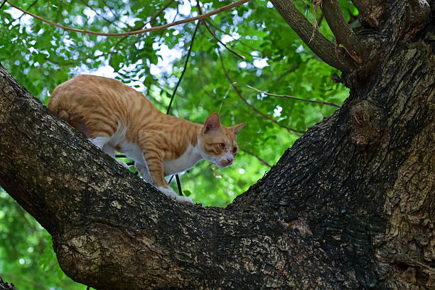 istock Wild cats stalk prey in trees 2237550395