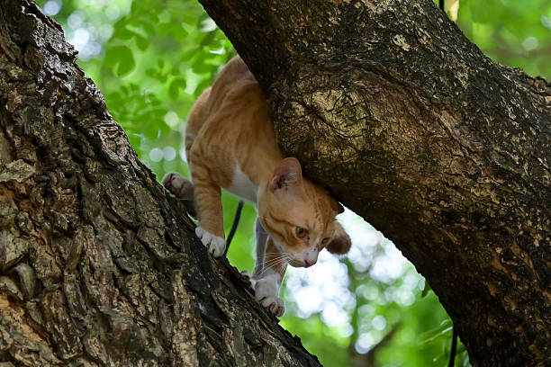 Wild cats stalk prey in trees
