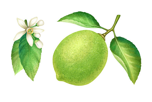 Beautiful juicy lime with blossom on white background. Watercolor illustration