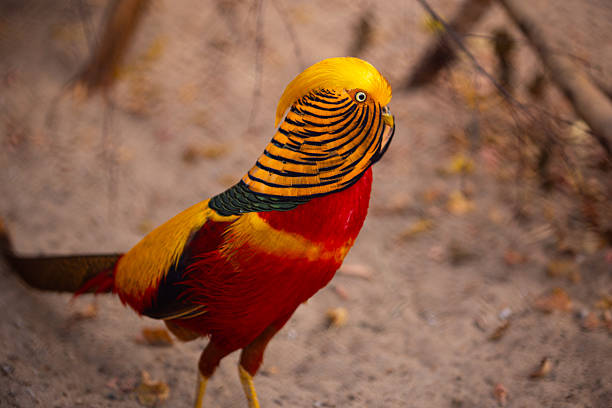 Beautiful Golden Pheasant in the zoo