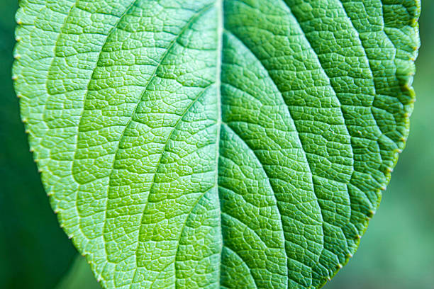Macro view of a green leaf showing detailed vein patterns and surface texture, captured in soft natural light. The organic symmetry and cellular structure reflect the botanical complexity of European forest vegetation. Suitable as a nature background or ecological texture for themes of sustainability, plant biology, and environmental design.