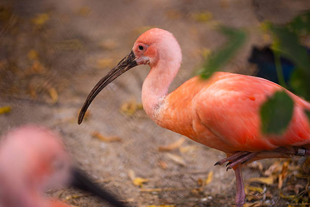 A single red ibis (Eudocimus ruber) in the zoo