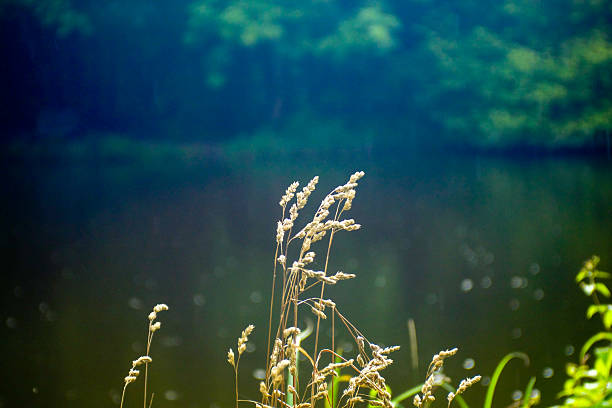 istock Golden Reed on a lake in forest 2237555931