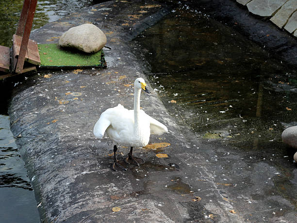 istock Beautiful white swan so close. 2237556345