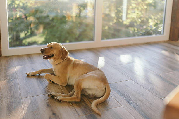 Cue dog lying and relaxing on a ceramic tile floor.