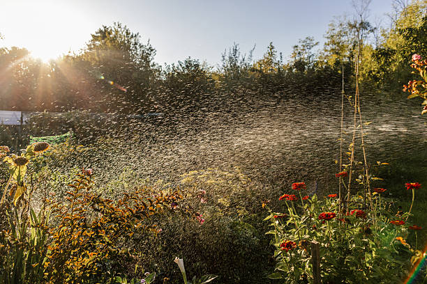 Side view of sprayer watering flowers at greenhouse.