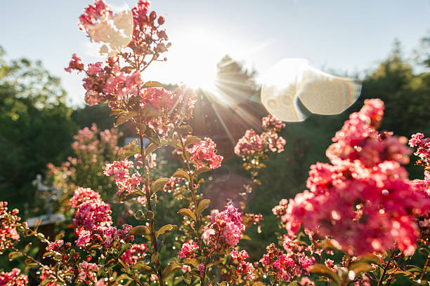 Beautiful flowers in the summer sun.