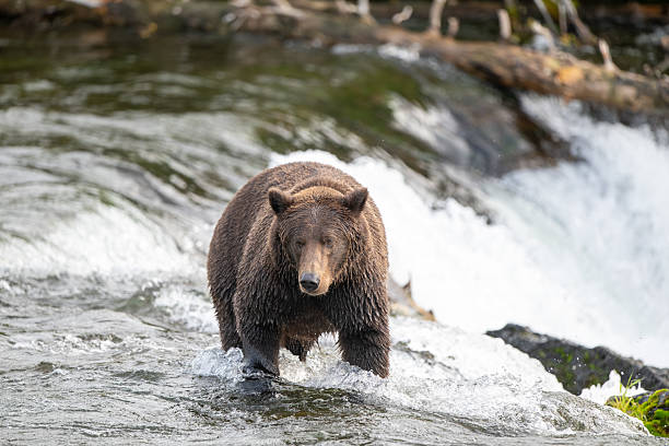 istock An Alaskan brown bear searching for salmon below Brooks Falls. 2237557131