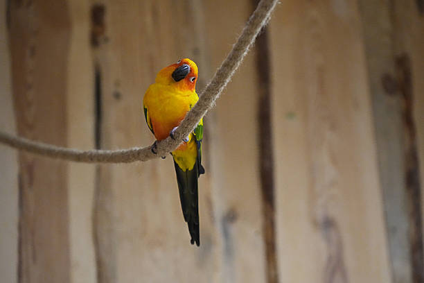 istock Colourful orange yellow parrot Aratingas sitting on a rope indoors 2237557204