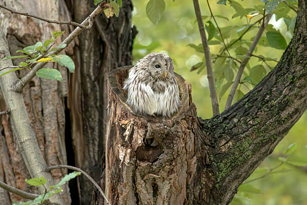 An Ezo owl emerging from a tree hollow after the rain