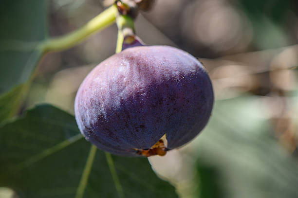 istock Sunlit ripe figs on branches in a Cyprus orchard 2237558334