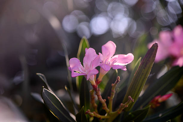 Macro photo of pink oleander flower, a beautiful but poisonous plant, blooming under Mediterranean sun. pink oleander flower blooming in sunlight closeup. High quality photo