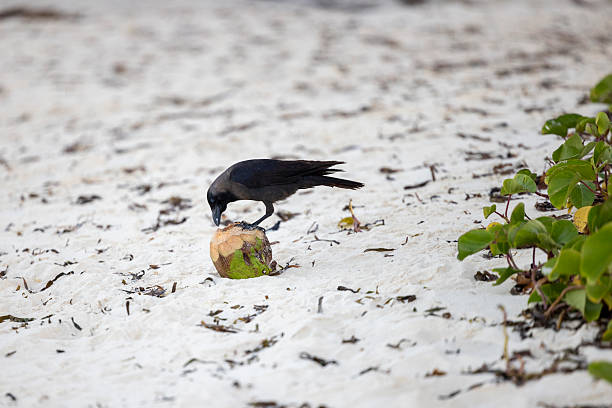 A crow sitting on top of a coconut