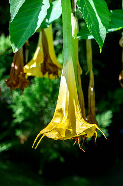 istock Tropical bell-shaped flowers blooming in Cyprus 2237560937