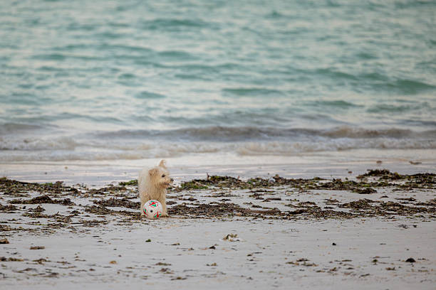 cute dog at the beach
