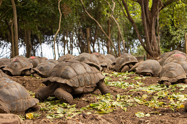 giant tortoises on Prison Island