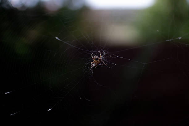 A spider is carefully weaving its web in a garden. The natural light highlights the fine details of the web's structure, showcasing its beauty in the fading day.