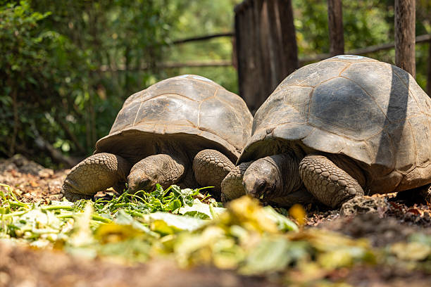 istock giant tortoises on Prison Island 2237561810