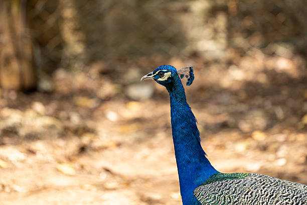 A vibrant peacock displays its colorful feathers in full glory