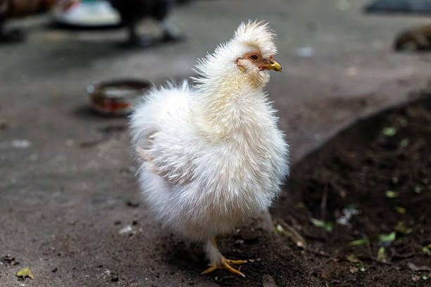White silky fancy chicken in rural area