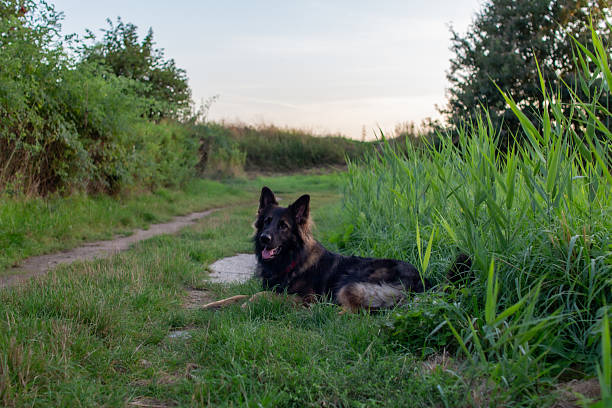 A german shepherd relaxes on a grassy pathway at sunset, surrounded by lush greenery and tall grass in a peaceful rural setting.