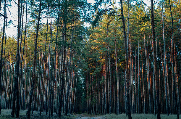 istock Forest road in Purdovka near Severodonetsk 2237567507