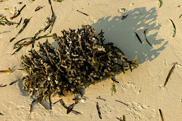 close up of seaweed