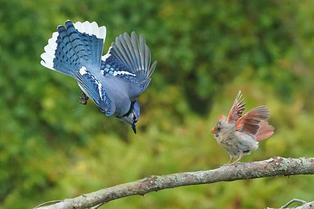 istock Female Cardinal vs Blue Jay at feeder 2237568332