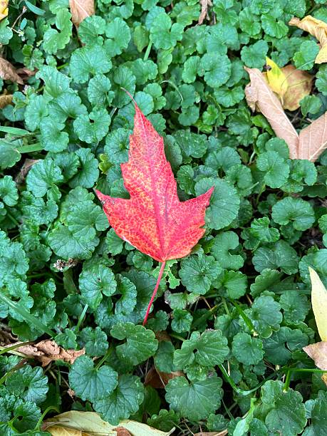 istock colourful autumn leaves 2237568851