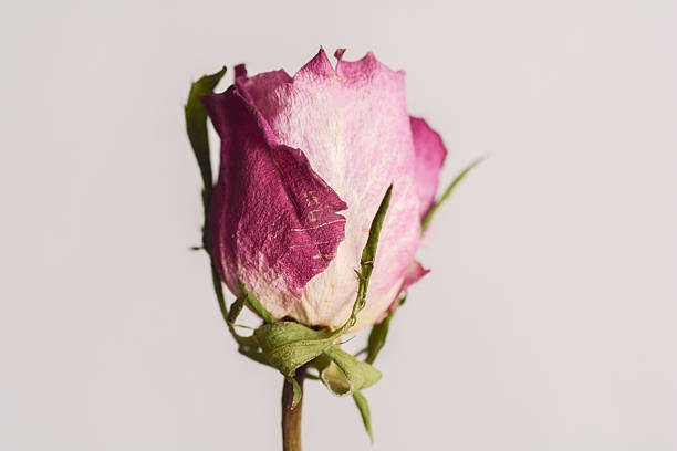 Dry pink rose isolated on a white background. Dry flower.