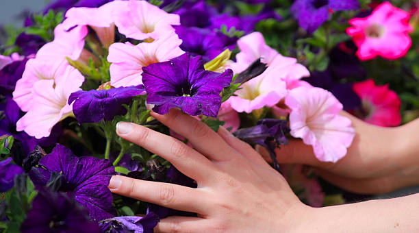 istock woman's hands touch flowers in flowerbed 2237570423
