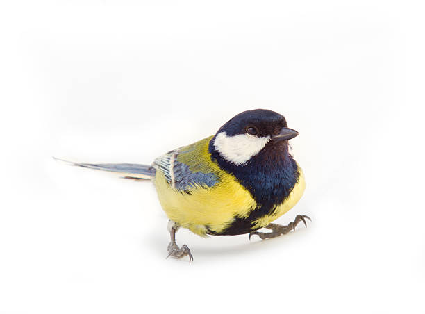 istock titmouse bright yellow Park bird 2237571857