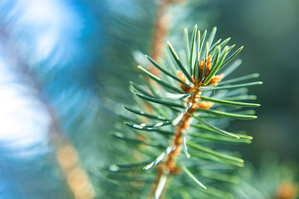 Macro view of bluish-green needles on a blue spruce branch, fir, pine arranged radially around a reddish-brown stem. Captured in soft natural light, the image highlights the distinctive texture and coloration typical of coniferous trees in European forest environments. Suitable as a nature background or botanical texture for themes of sustainability, biodiversity, and environmental design.