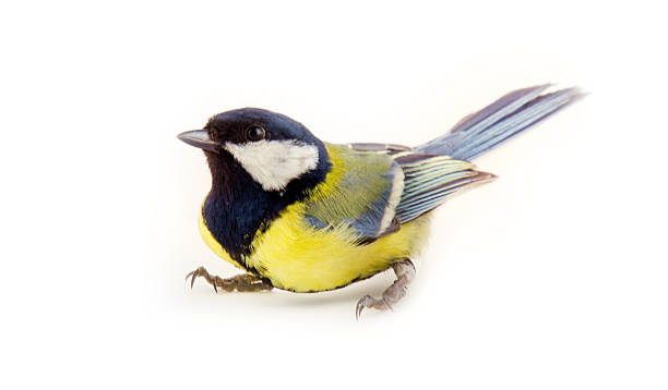 istock titmouse bright yellow Park bird 2237572815