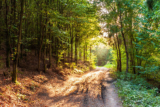 istock Outdoors in the Ardennes 2237582578