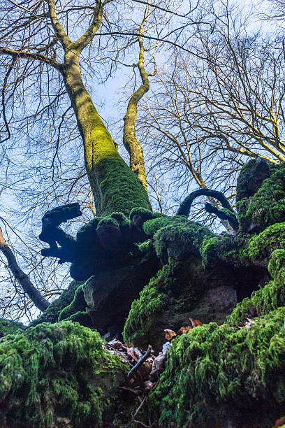 istock Forest scene near Echternach in Luxemboutgh 2237582593