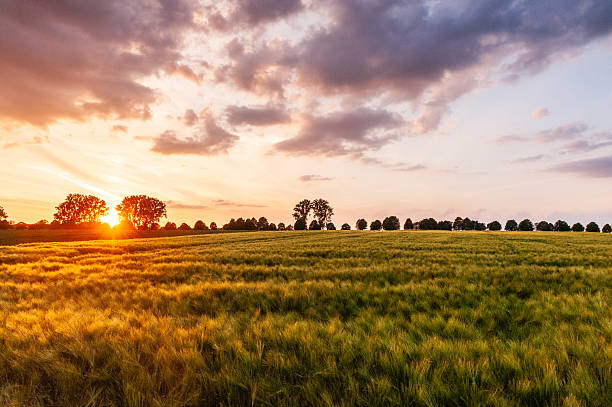 istock Nature in East Flanders 2237582605