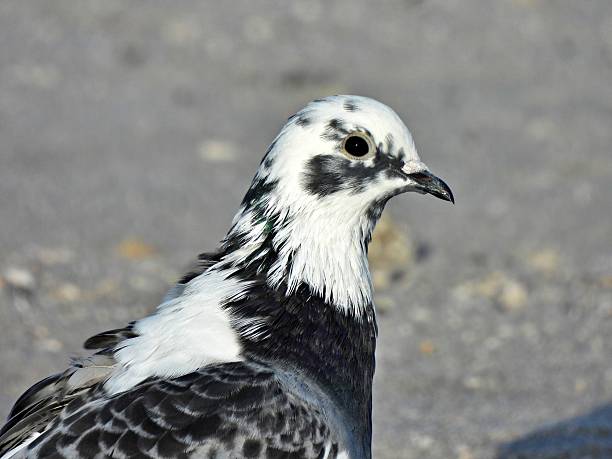 Rock Pigeon - profile, portrait.  While the ancestral wild form is generally gray with iridescence, feral pigeons have highly variable plumage, with colors ranging from entirely white or black to patterned combinations like black and white.