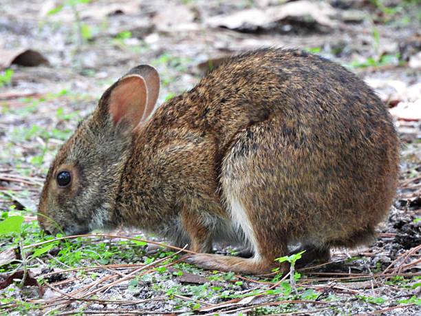 istock Marsh Rabbit (Sylvilagus palustris) - foraging in an uncultivated area 2237583525