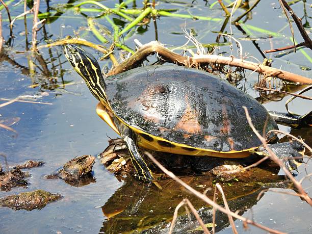 istock Florida Red-bellied Cooter (Pseudemys rubriventris) - resting on a mound in a lake 2237583568