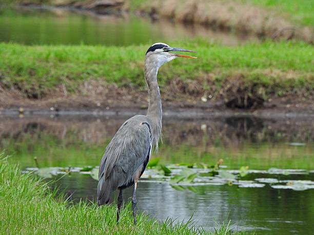 istock Great Blue Heron (Ardea herodias) - resting at water's edge in the wetlands 2237583601