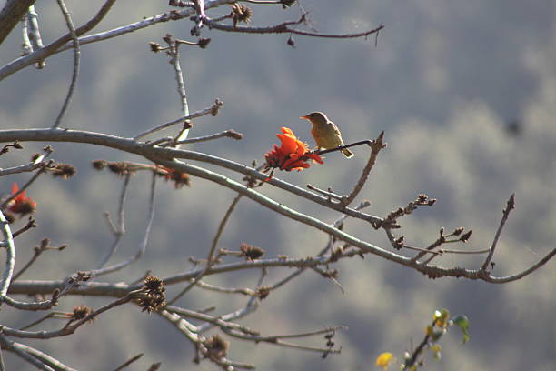 Erythrina tree flower with Cape Weaver visiting, bare brown branches and background contrast bright bloom